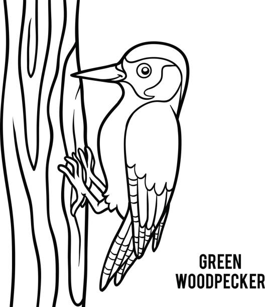 Coloring book green woodpecker stock illustration