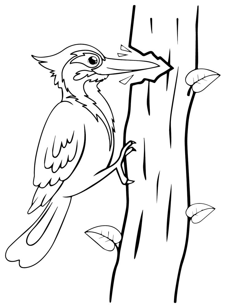 Woodpecker coloring pages