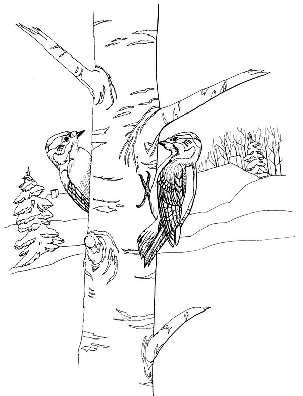 Downy woodpecker coloring page