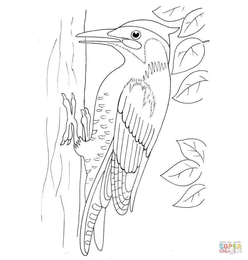 Woodpecker coloring page free printable coloring pages
