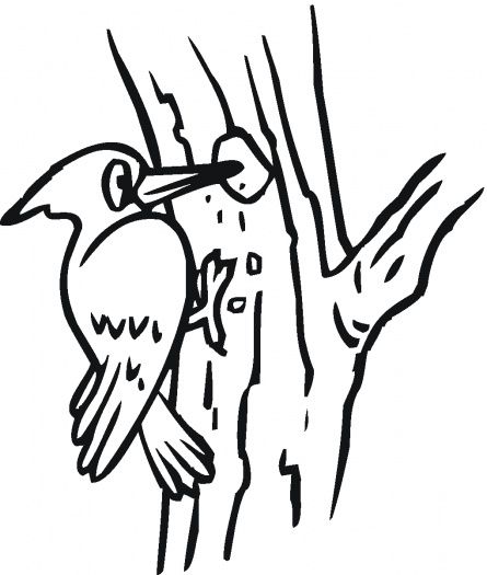 Woodpecker coloring sheet malvorlagen specht naturkindergarten