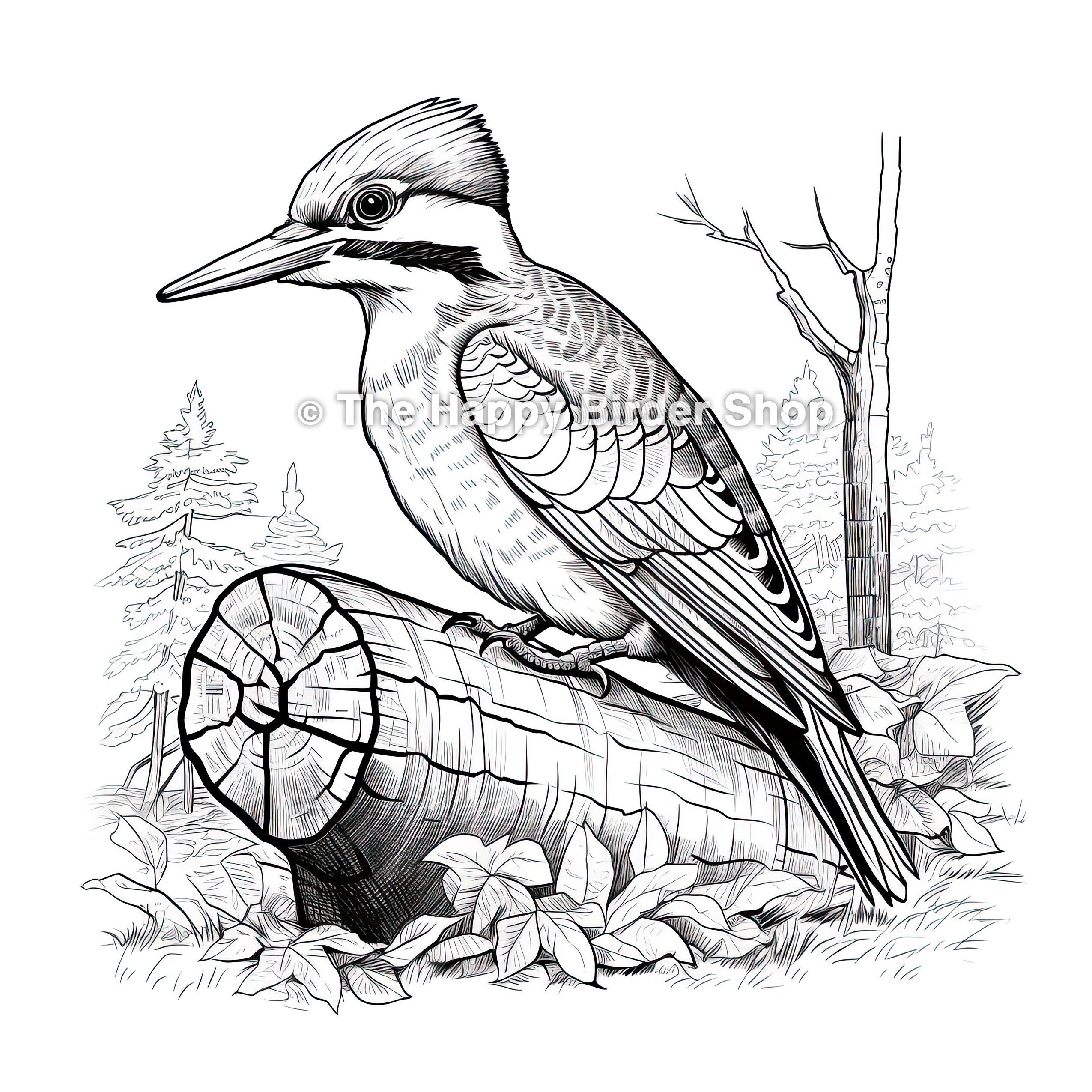 Pileated woodpecker coloring book page woodpeckers birds bird nerd bird gifts fun bird gifts bird lovers nature coloring book download now