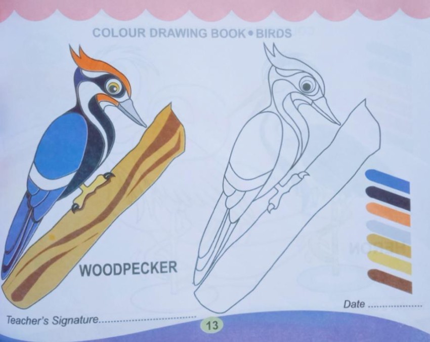 Woodpecker colour drawing book bird for beginner students buy woodpecker colour drawing book bird for beginner students by editorial team at low price in india