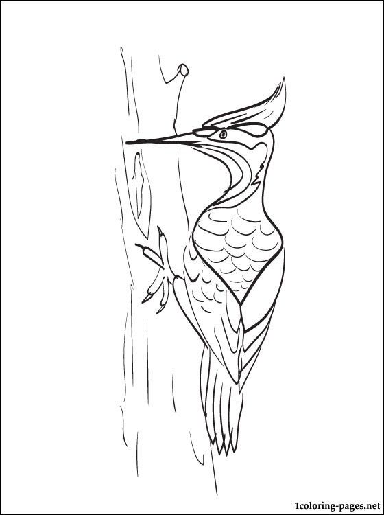 Woodpecker coloring page for free bird drawings woodpecker artwork bird art