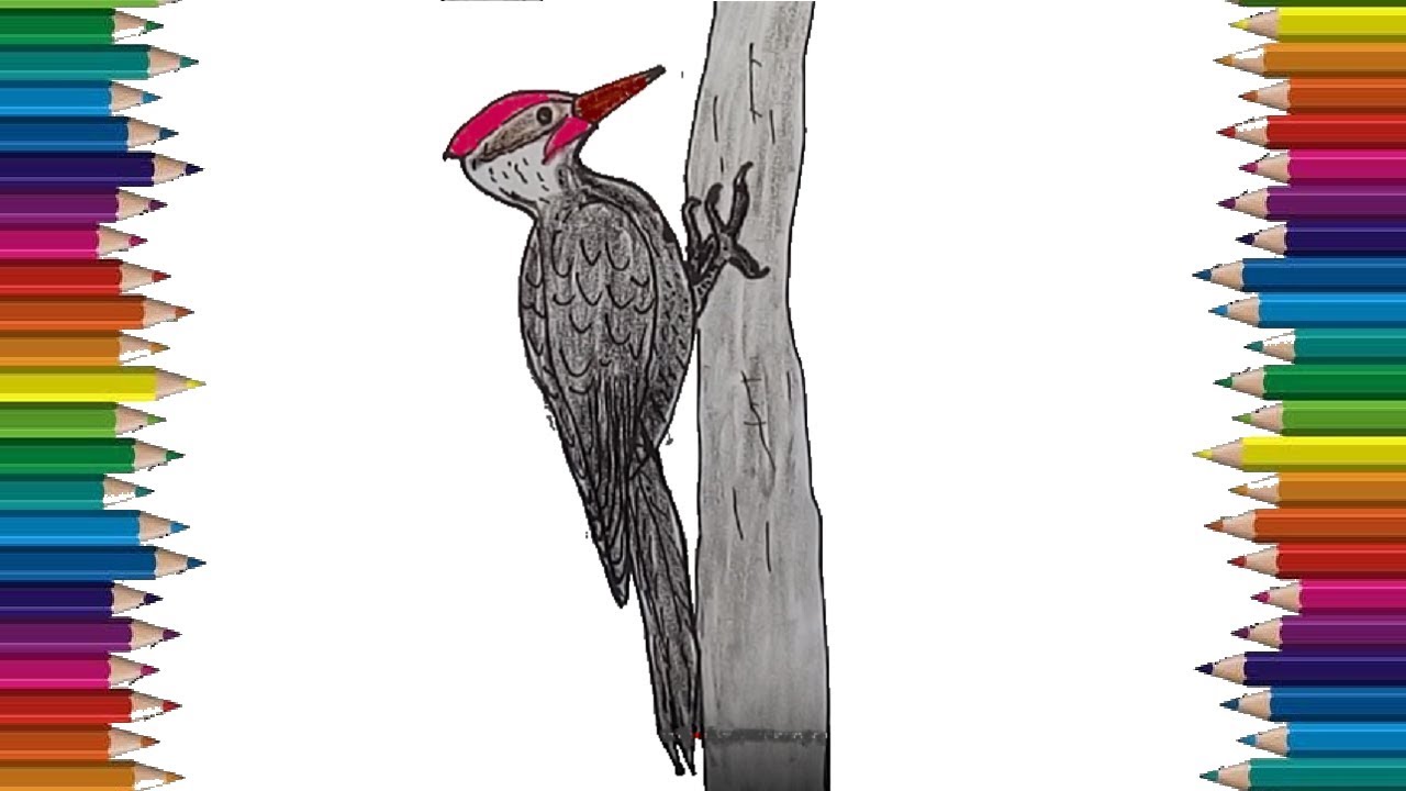 How to draw a woodpecker step by step bird drawing easy