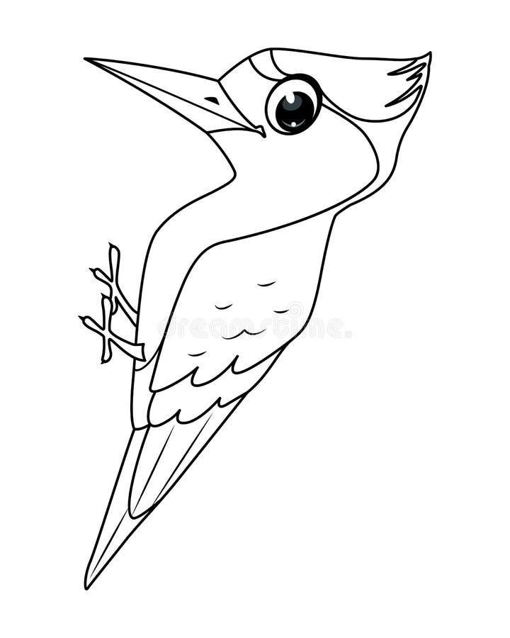Woodpecker coloring stock illustrations â woodpecker coloring stock illustrations vectors clipart