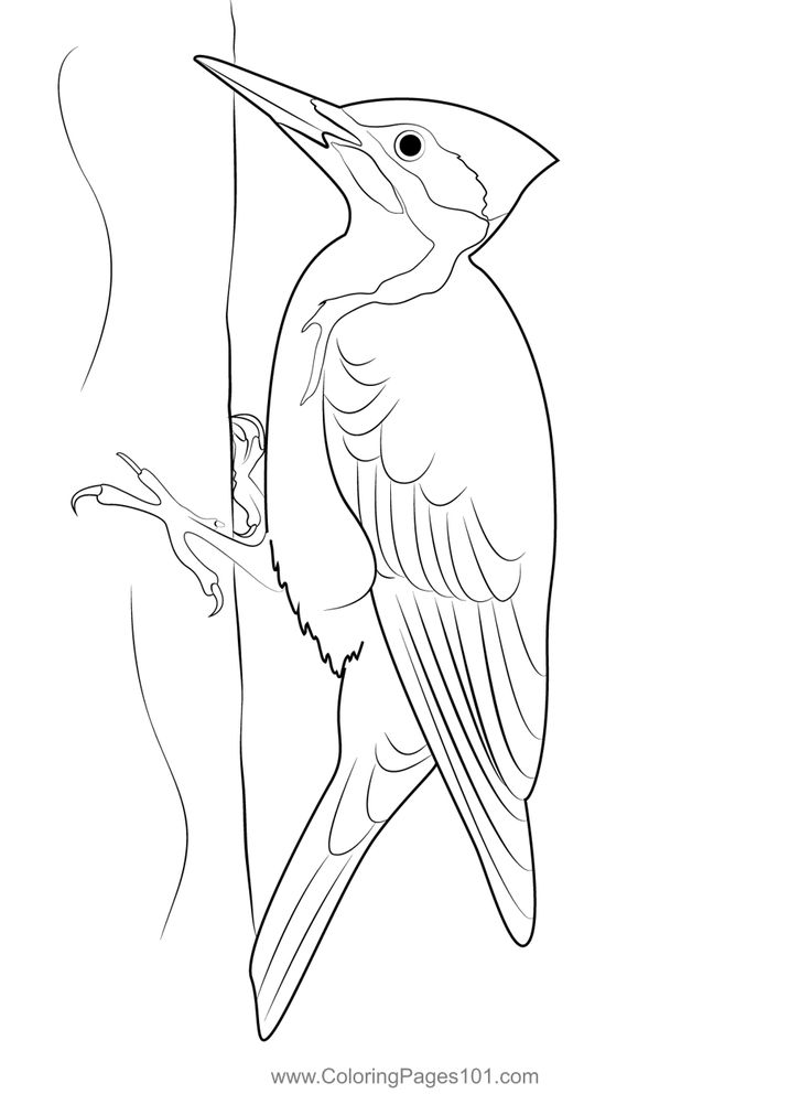 Bigstock pileated woodpecker coloring page woodpecker art bird outline woodpecker