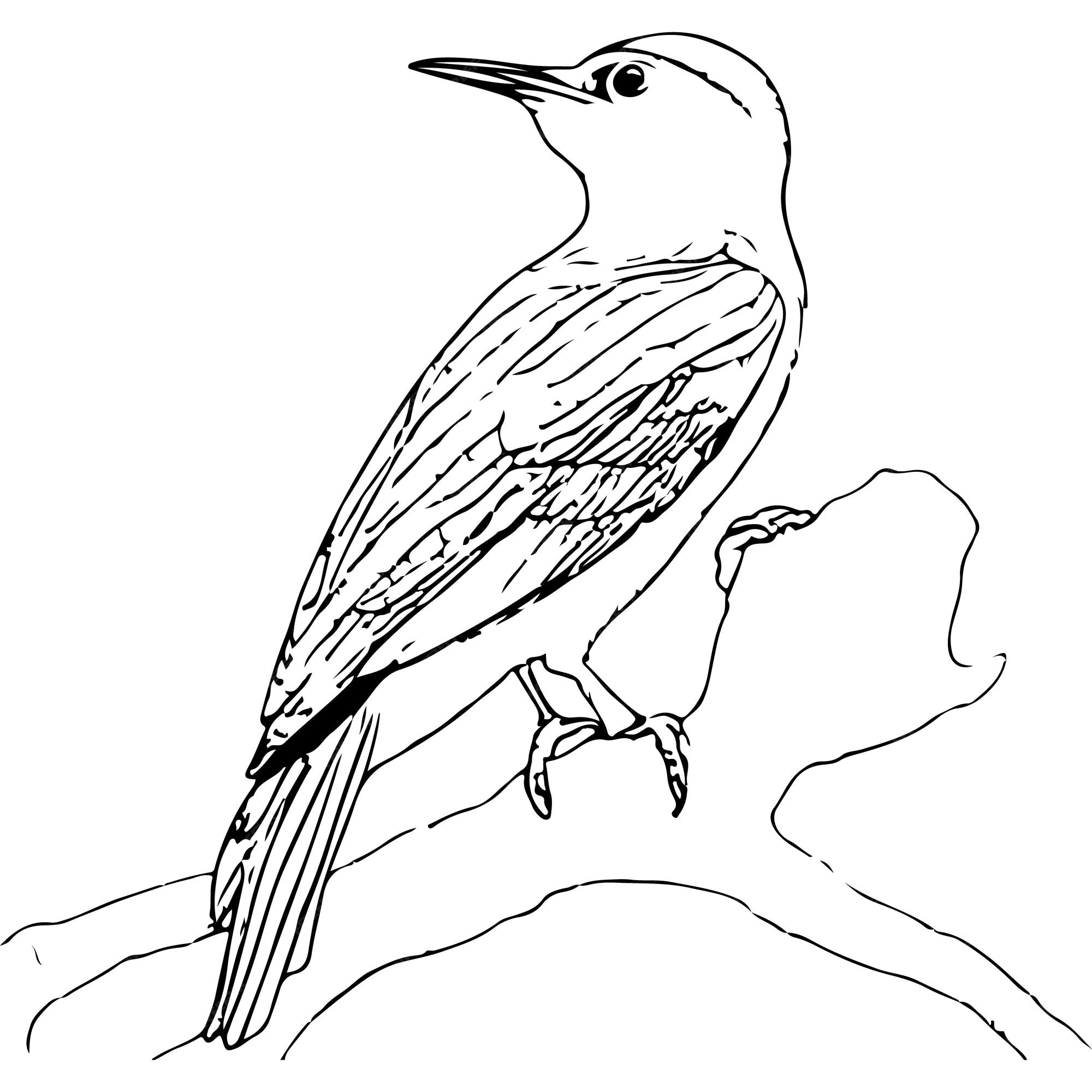 Premium vector vector a vector of a beautiful woodpecker in black and white coloring