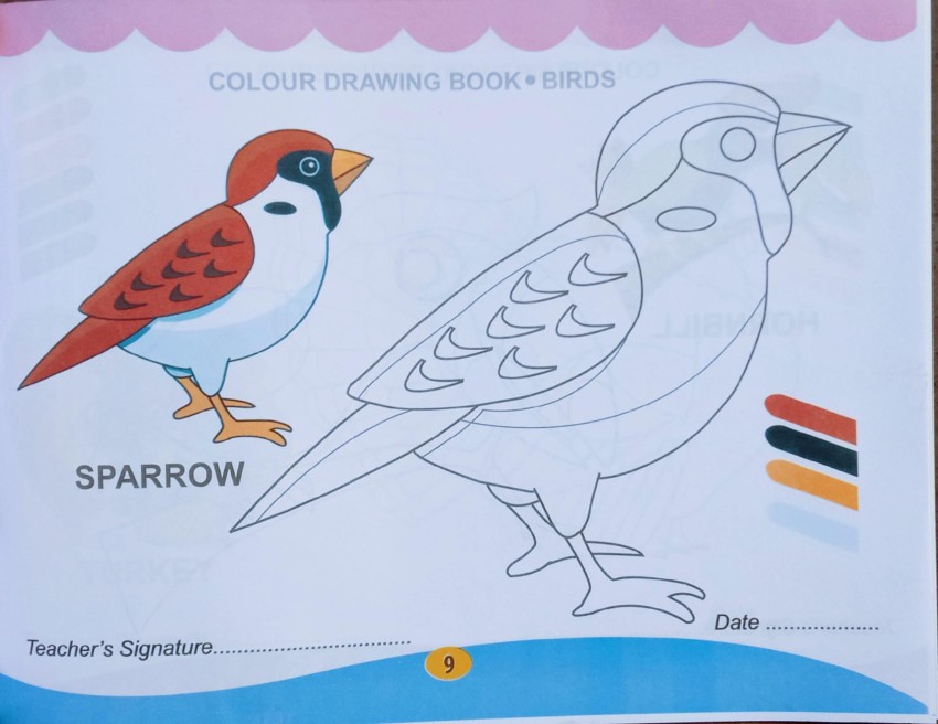 Sparrow bird colour drawing book for pre primary kids buy sparrow bird colour drawing book for pre primary kids by editorial team at low price in india