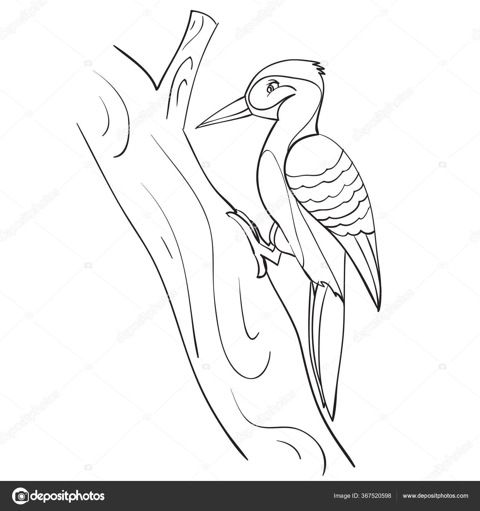 Woodpecker sits on a tree and works outline drawing coloring book isolated object on a white background vector illustration stock vector by kopirin