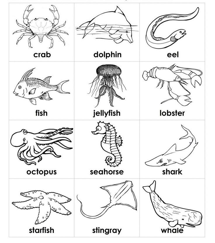 Sea life coloring pages free