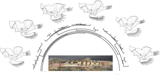 Taxonomy free full