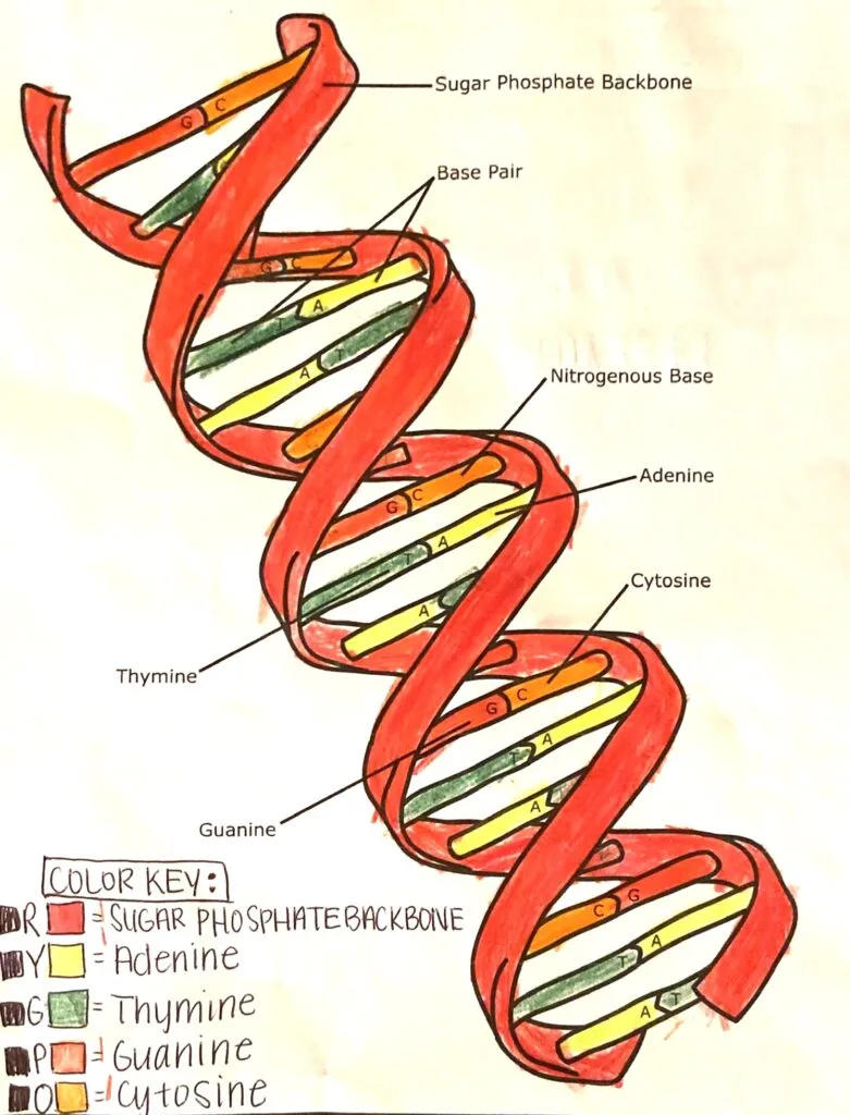Free dna double helix worksheets