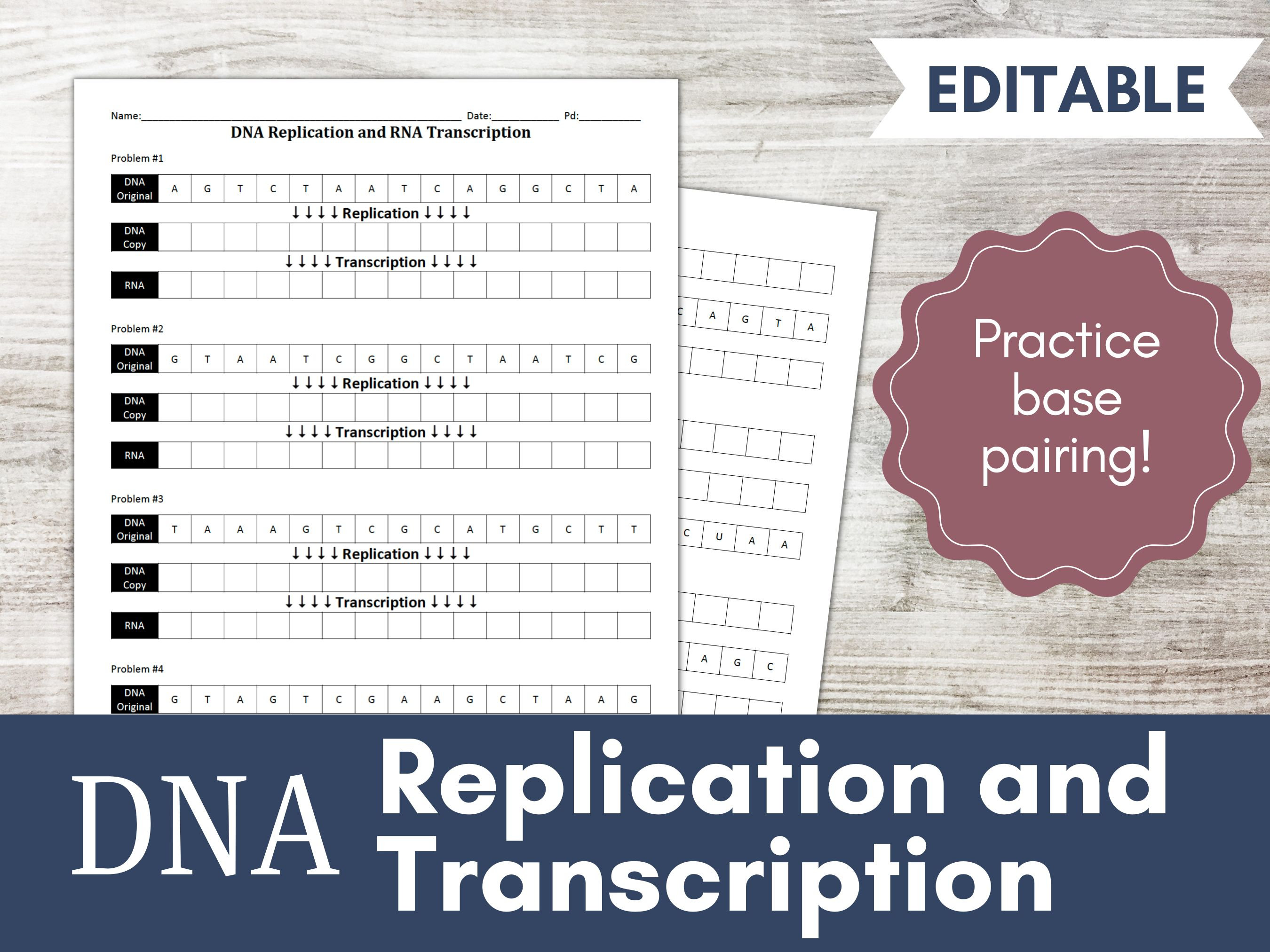 Dna replication and transcription worksheet activity practice base pairing biology and life science cells rna