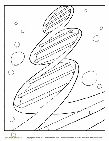 Dna worksheet education dna worksheet dna drawing dna facts