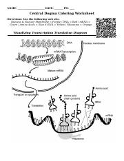 Central dogma coloring wsdocx
