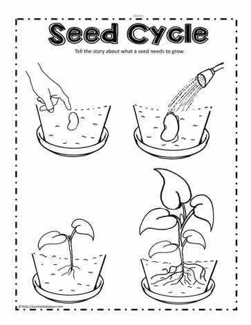 Plant seed cycle worksheets in plant life cycle worksheet plant life cycle preschool worksheets