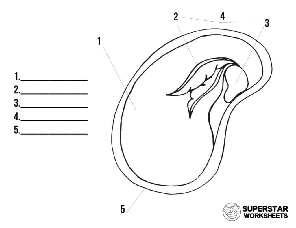 Parts of a seed worksheets