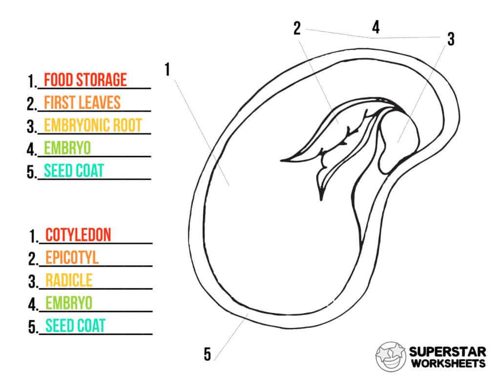 Parts of a seed worksheets