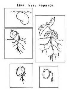 Bean coloring growing sequence seed plants germination printable lima plant cycle worksheet sunfloweâ plant life cycle worksheet plant life cycle coloring pages