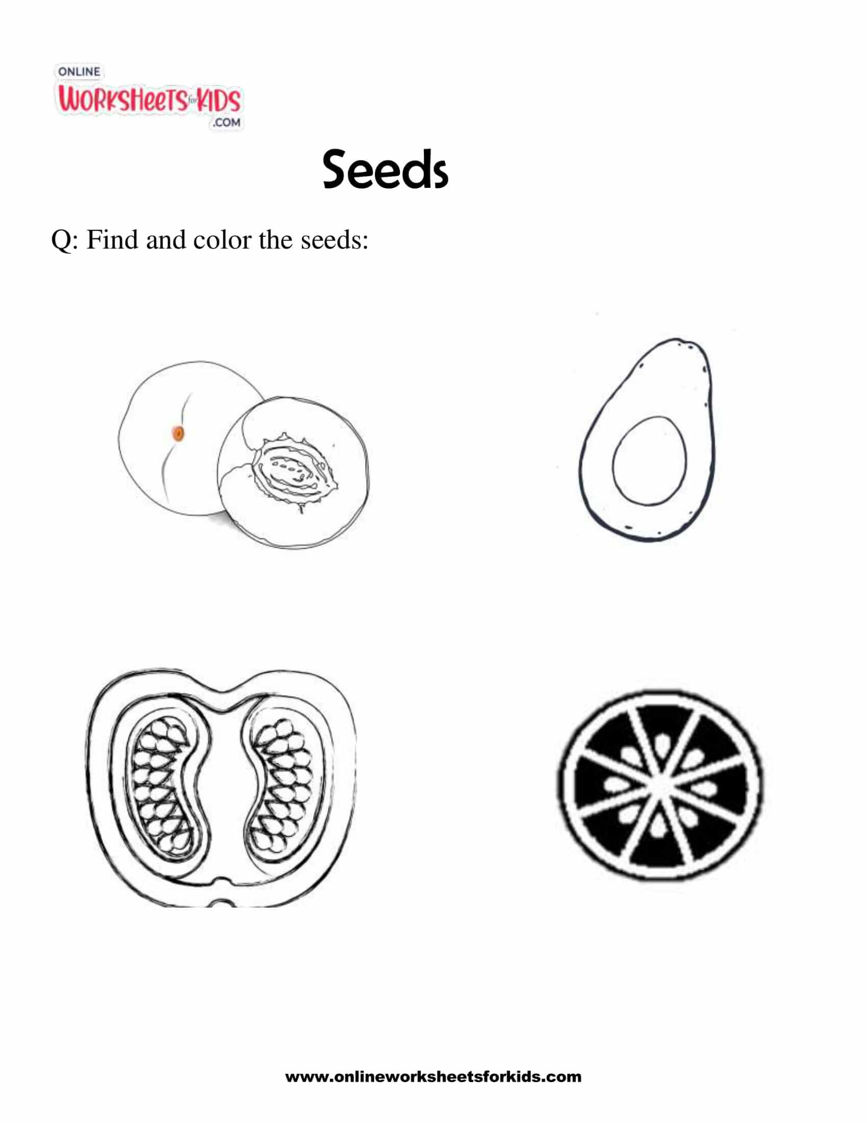 Download free printable seed worksheets for preschoolers