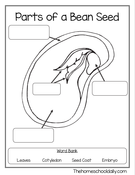 Parts of a bean seed worksheets