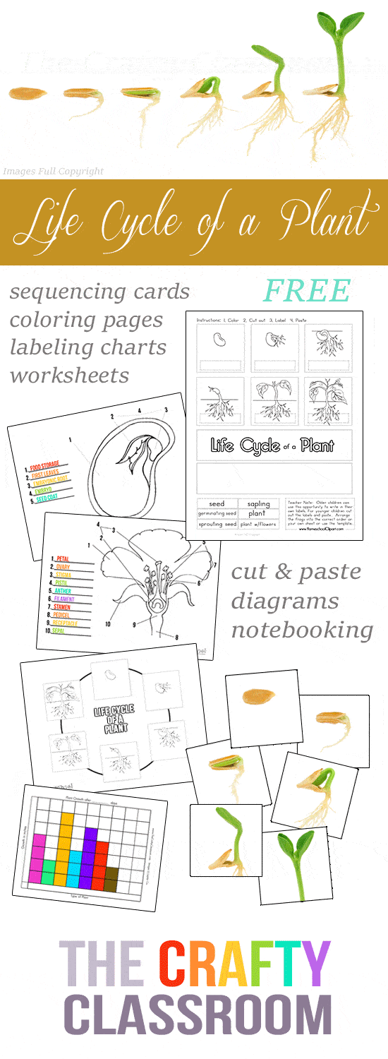 Seed to plant coloring worksheet
