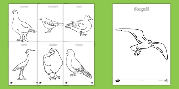 British birds louring sheets