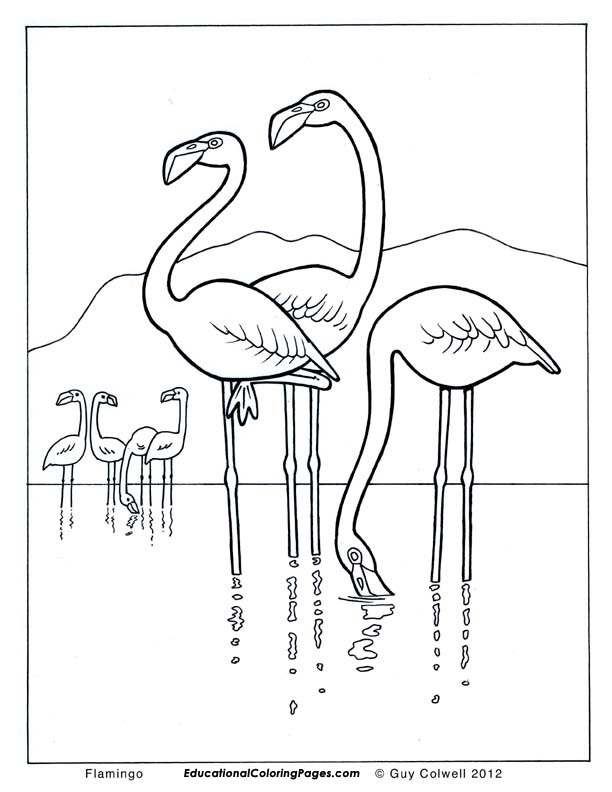 Birds book one
