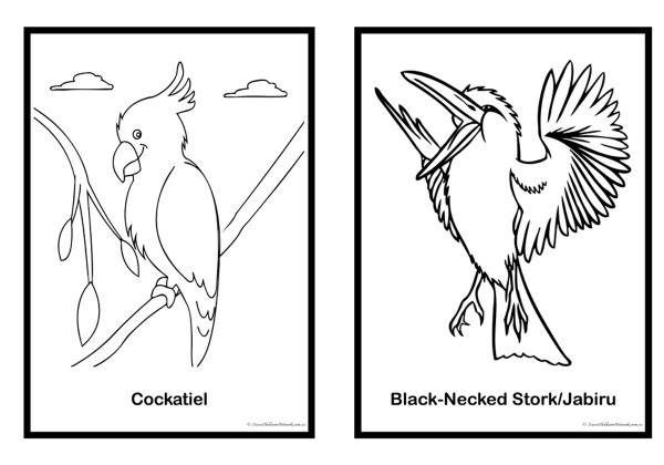 Stralian birds colouring pages