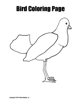 Packet of coloring worksheets for birds by lesson machine tpt