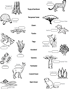 Coloring pages and biology worksheets ask a biologist