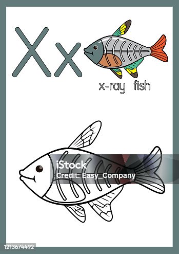 X ray fish coloring page cartoons stock illustrations royalty