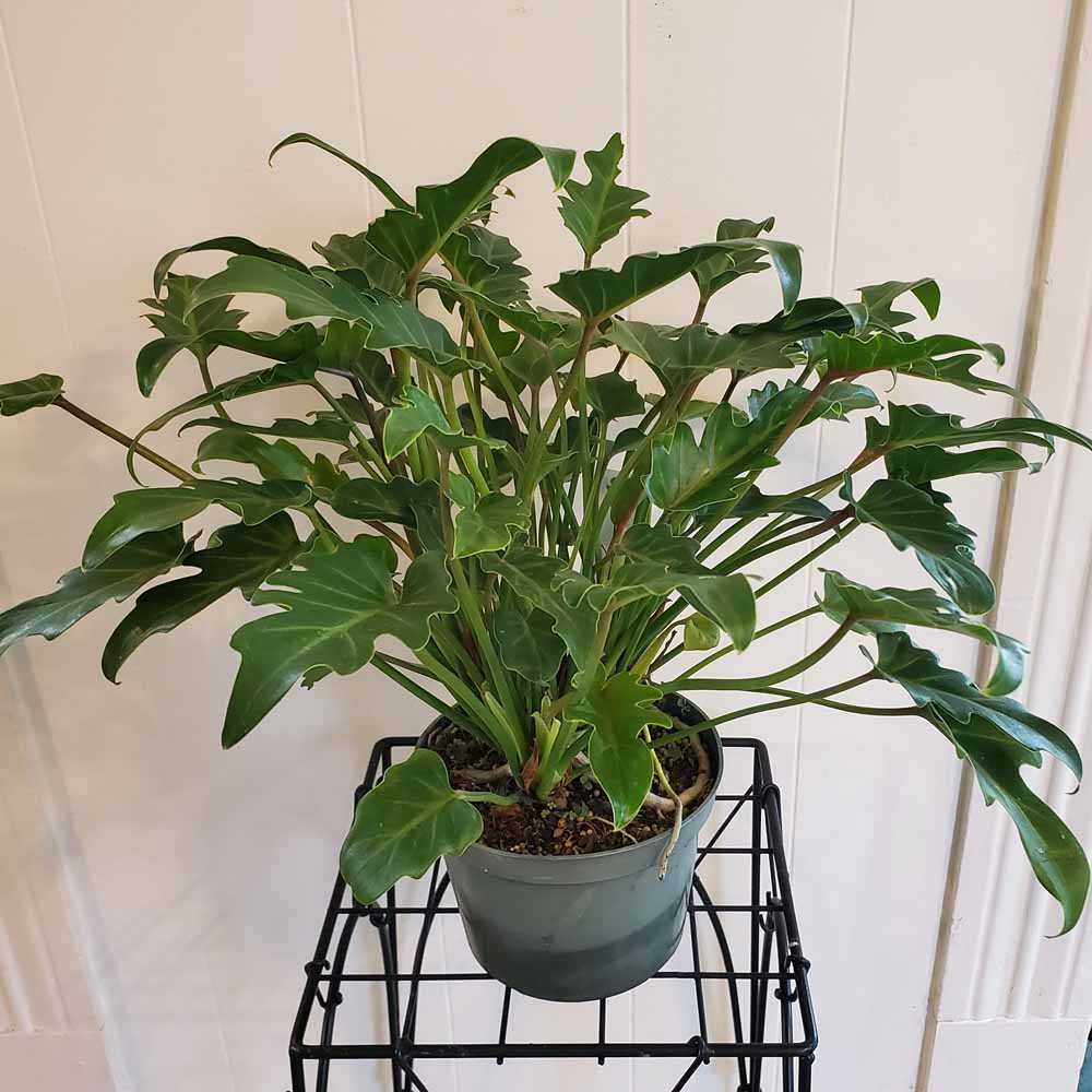 Philodendron xanadu