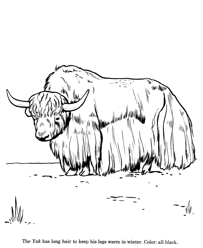 Animal drawings coloring pages wild yak animal identification drawing and coloring pages