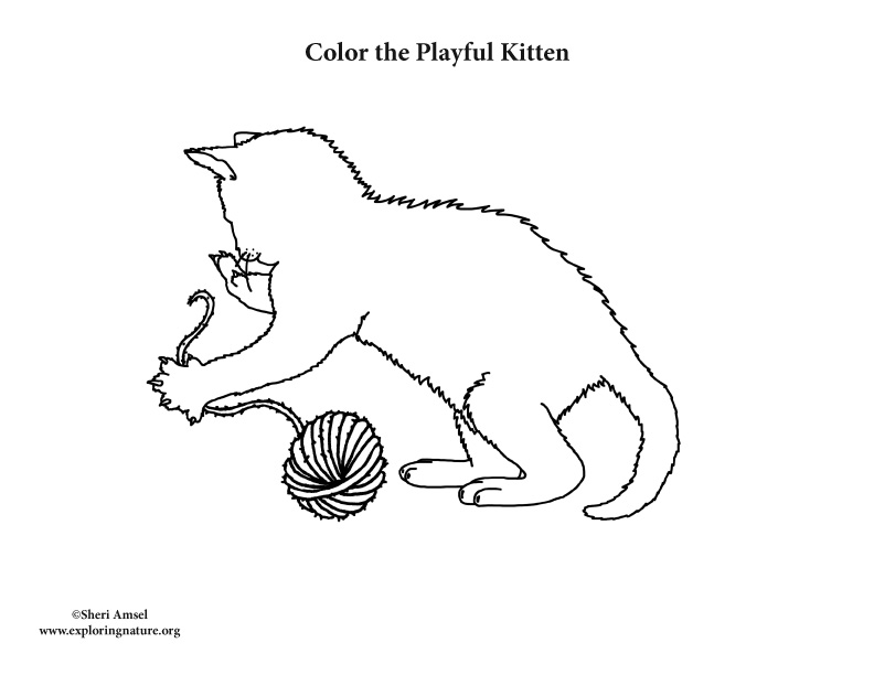 Kitten playing with yarn coloring page