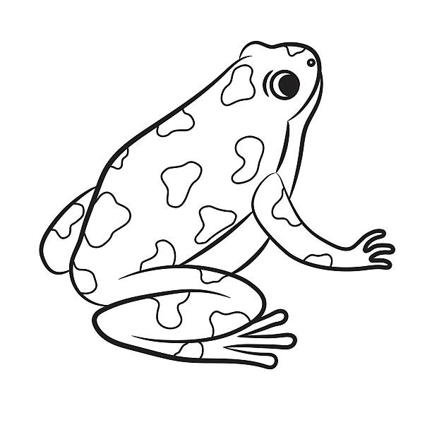 Poisonous frog stock illustrations royalty