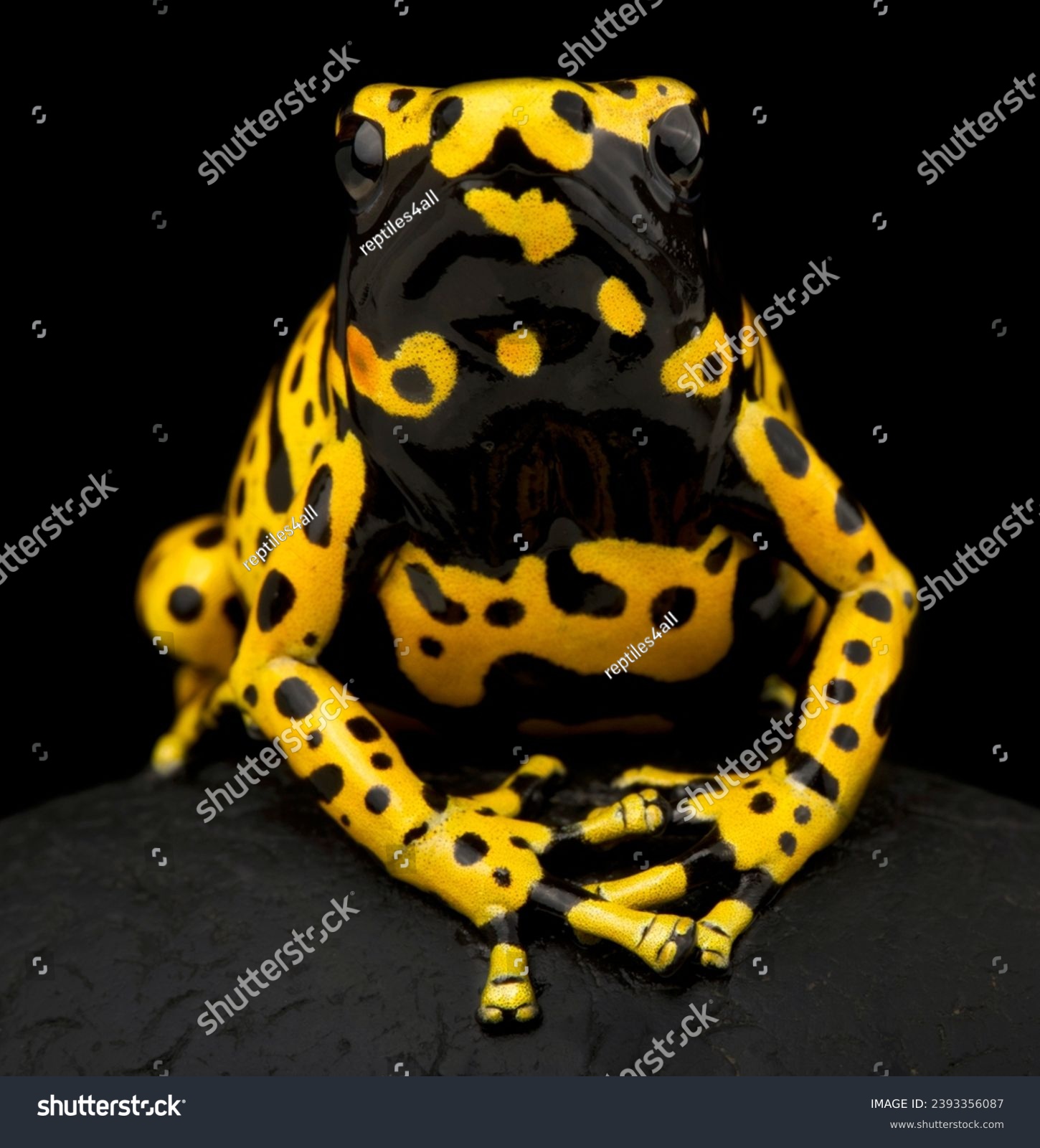 Dart frog royalty