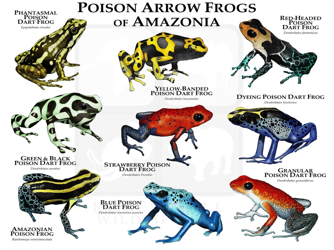 Poison dart frogs of amazonia poster print