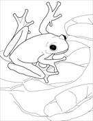 Poison dart frog coloring page free printable coloring pages