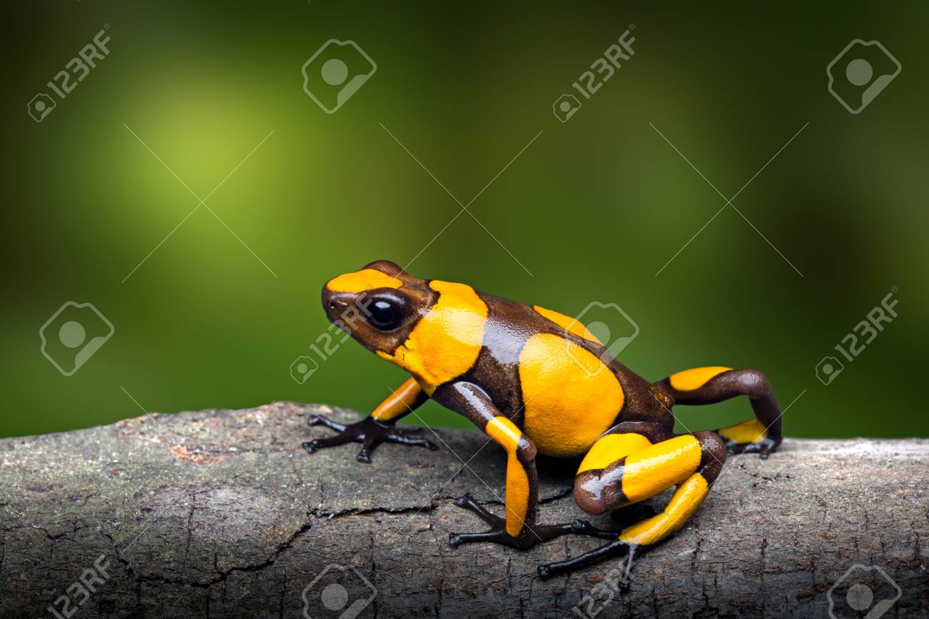 Yellow banded poison dart frog oophaga histrionica a small poisonous animal from the rain forest of colombia with a bright warning color stock photo picture and royalty free image image