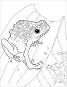 Poison dart frog coloring page free printable coloring pages