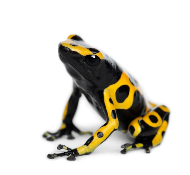Premium photo yellow