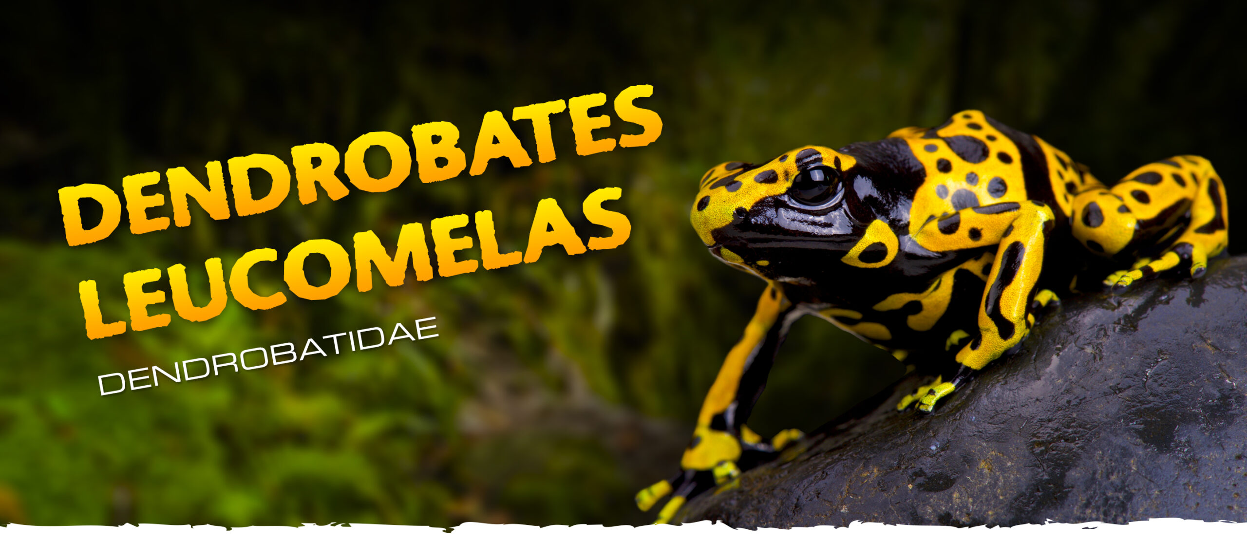 Dendrobates leuelas