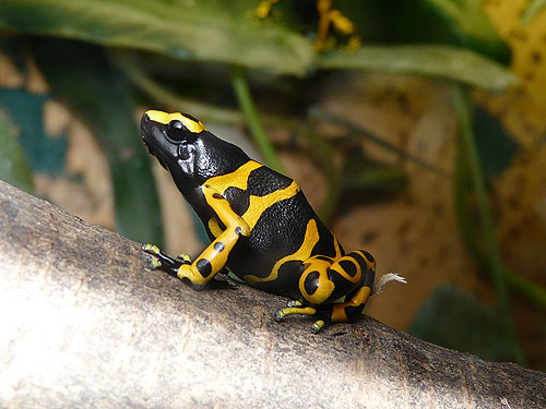 Dendrobates leuelas yellow
