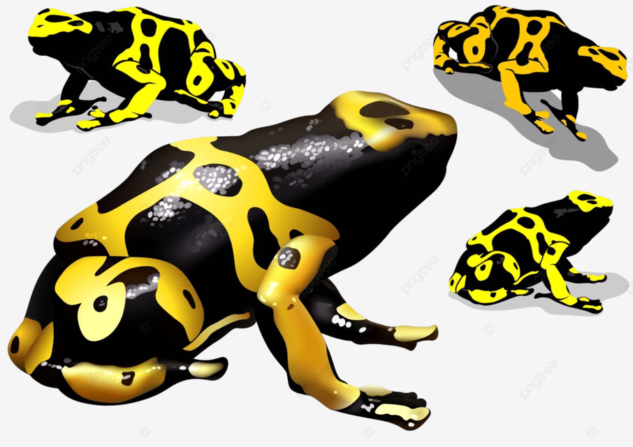 Yellow banded dart poison frog poison toxic rainforest vector poison toxic rainforest png and vector with transparent background for free download