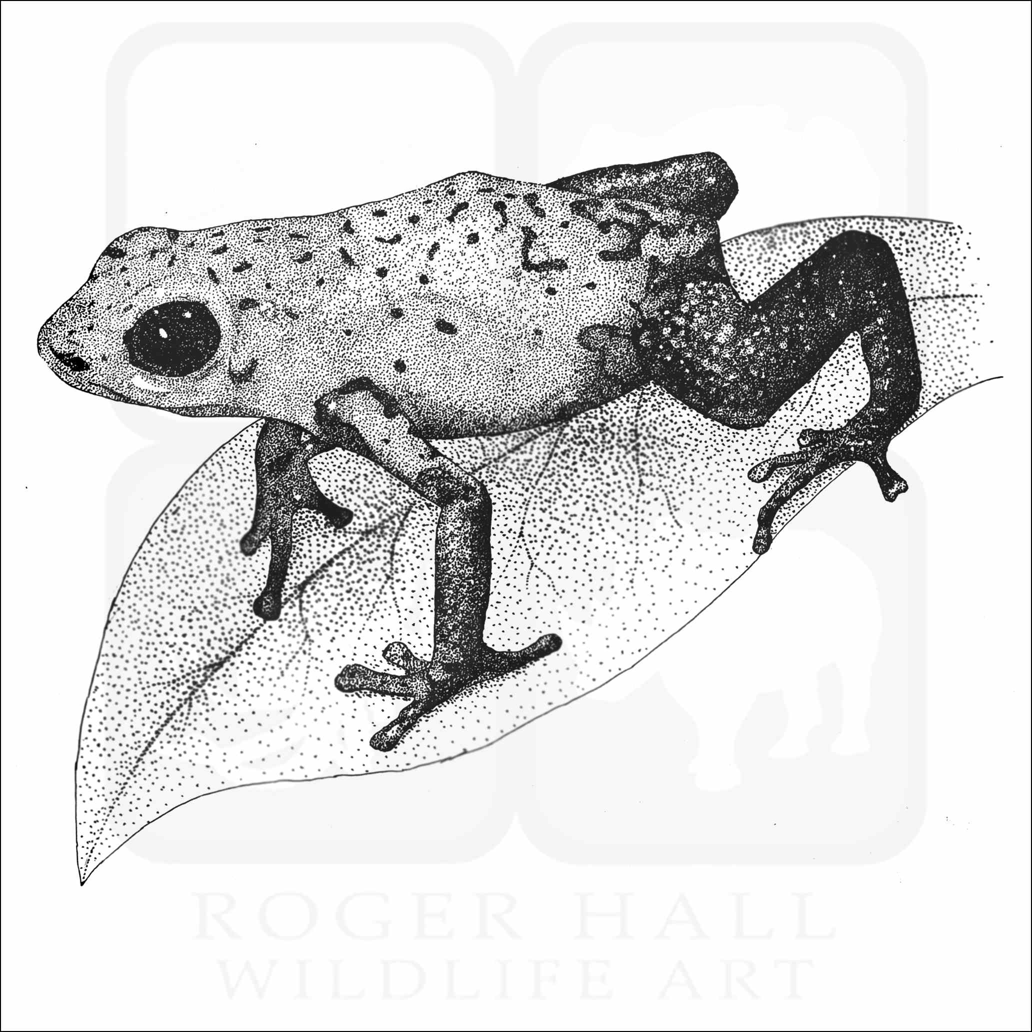 Strawberry poison dart frog