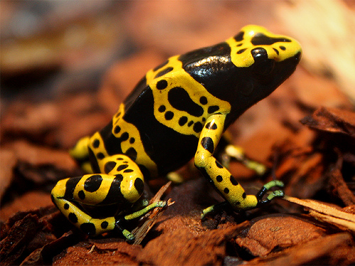 Yellow and black dart frog