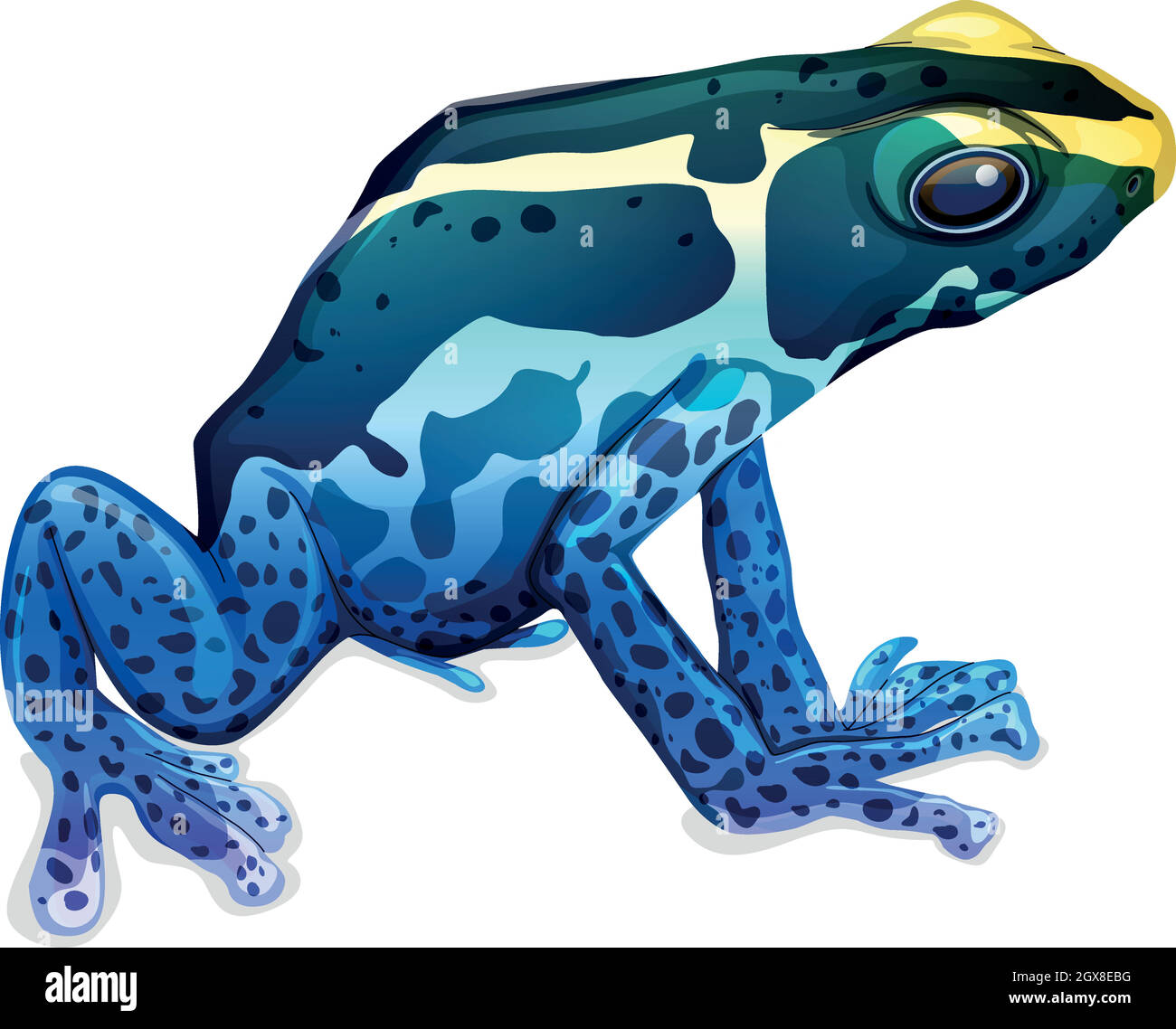 Tinc or dyeing poison frog stock vector images