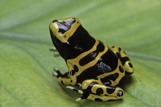 Dendrobates leuelas yellow